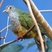 Beautiful Fruit-Dove